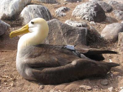 Galapagos Albatross