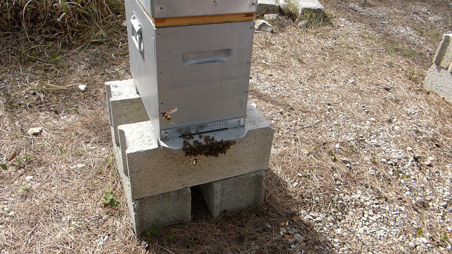 Asian Hornet Hawking a Bee Hive