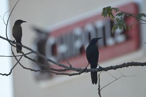 Great-tailed grackles