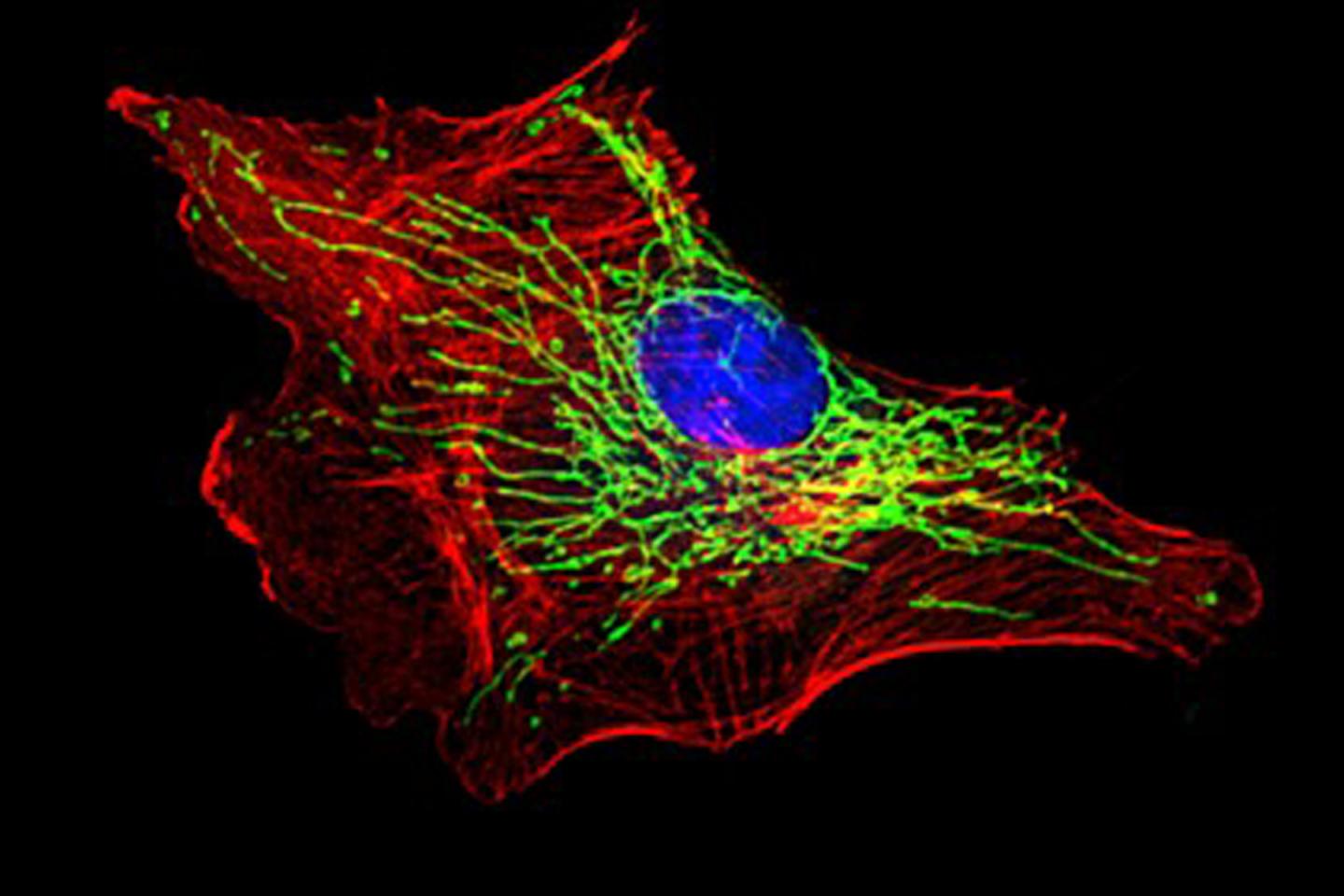 Mitochondrial network