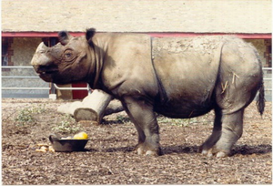 Sumatran rhino in 1986
