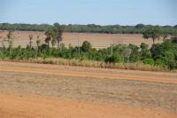 Fallow Soybean Field, Tanguro Ranch, Mato Grosso, Brazil
