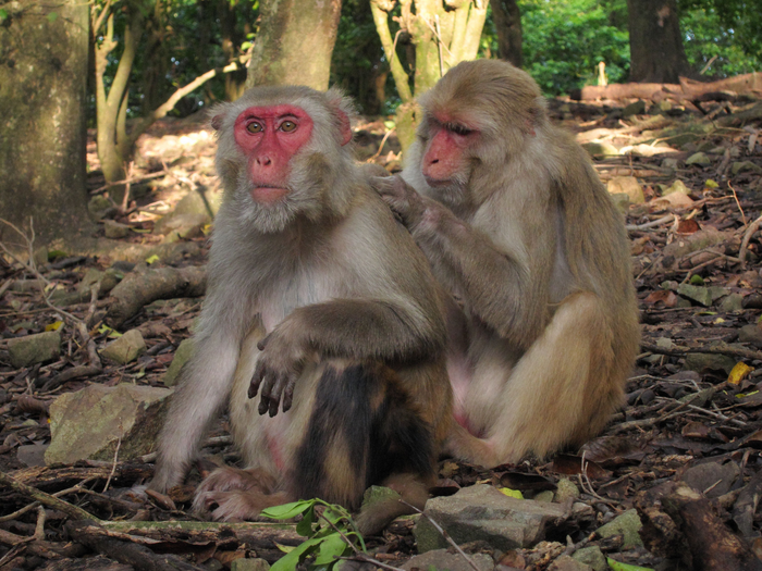 Rhesus macaques