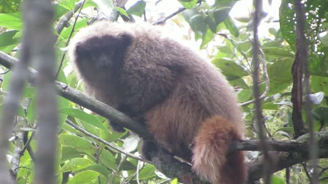 Titi Monkeys Use Probabilistic Predator Calls (13 of 14)