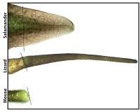 Tail Regeneration Across Species