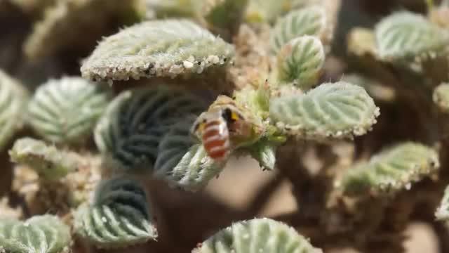 <em>Perdita scutellaris</em> Gathering Pollen from <em>Tiquilia</em> flower