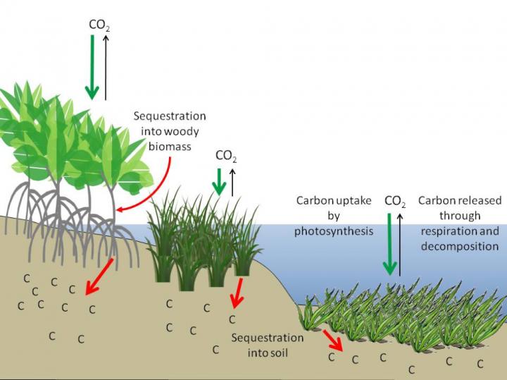 Carbon Sequestration in Coastal Ecosystems