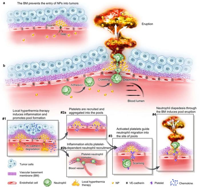 Breaking through the basement membrane barrier to improve nanotherapeutic delivery to tumours