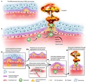 Breaking through the basement membrane barrier to improve nanotherapeutic delivery to tumours