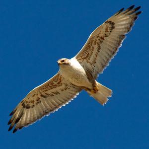 Adult Ferruginous Hawk