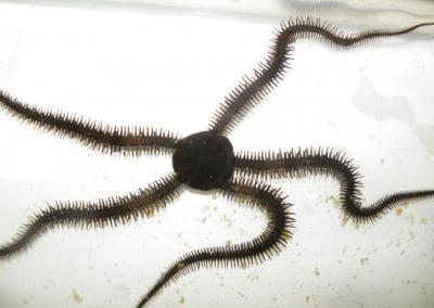 Brittle Star Movement