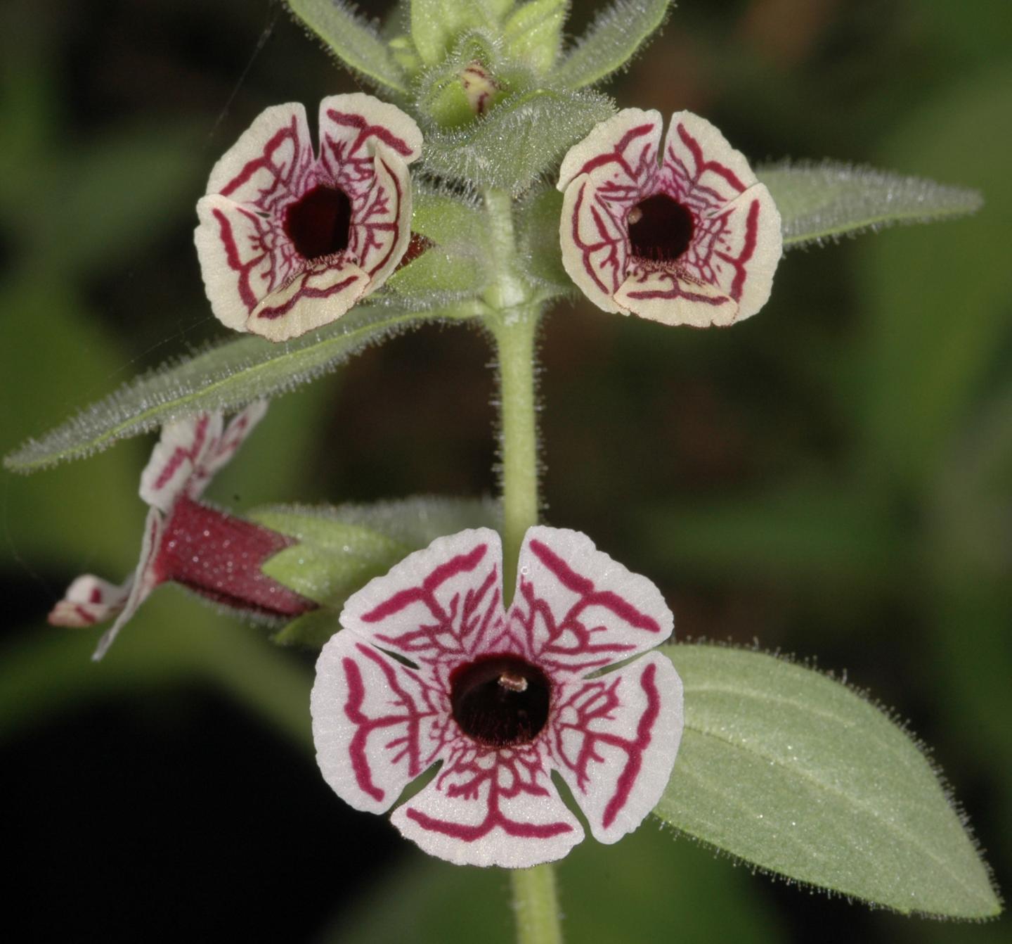 <em>Mimulus</em> Variation