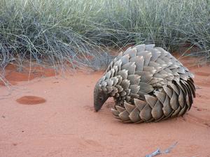 Pangolin