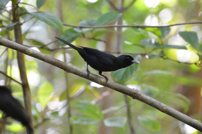 All-black flycatcher-open beak
