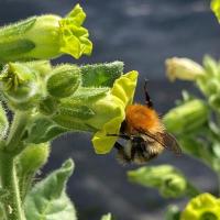 Bumblebee visiting a flower
