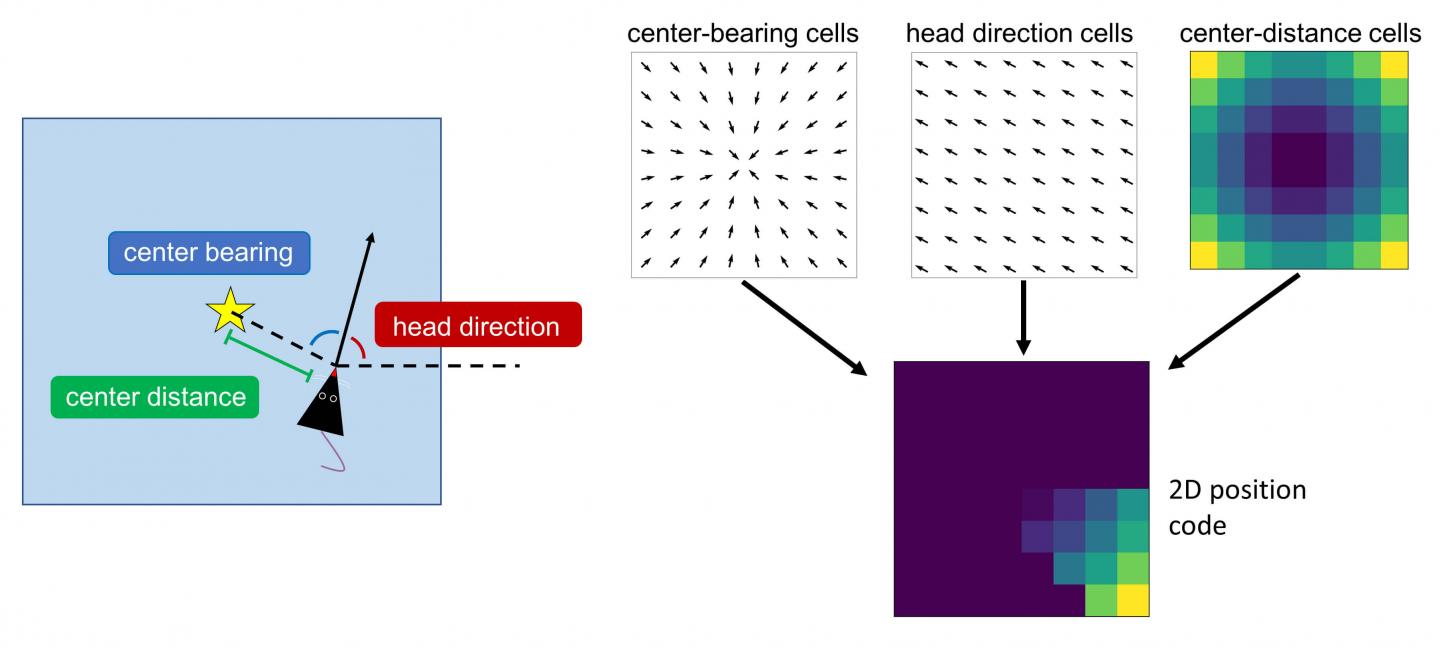 Spatial Coding in Rat's Postrhinal Cortex