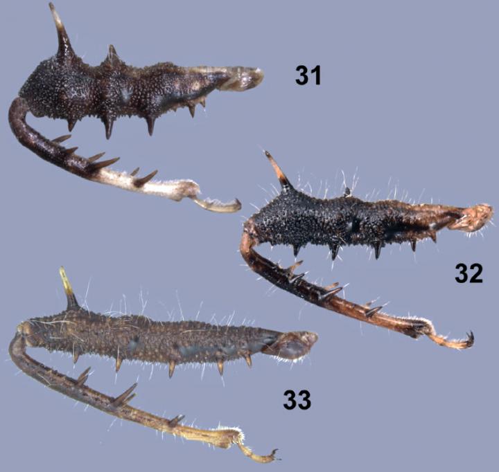 Prothoracic Legs of 3 Assassin Bugs