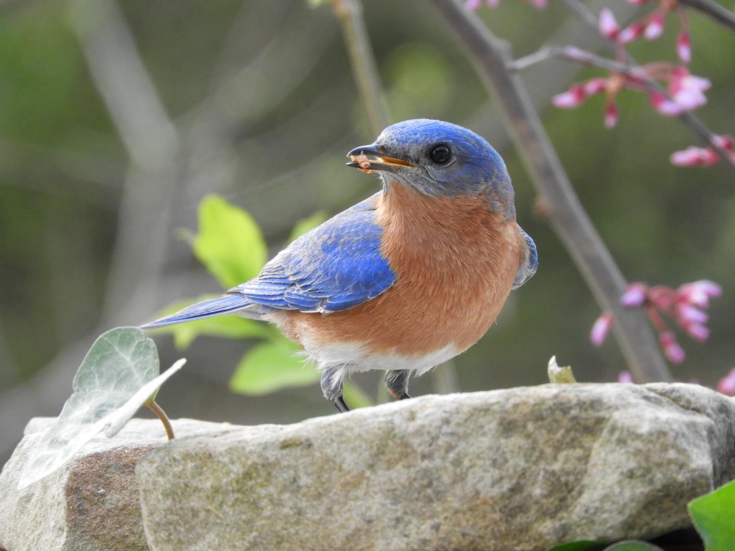 Bluebird Feeding on Mealworms