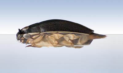 Whirligig Beetle