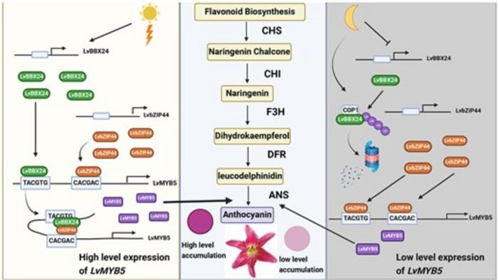 This figure illustrates the influence of LvBBX24 and LvbZIP44 on anthocyanin synthesis.