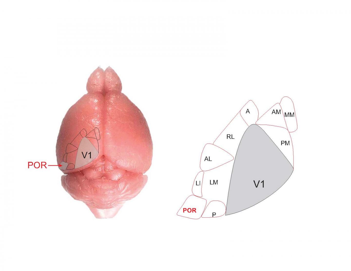 Secondary Visual Area