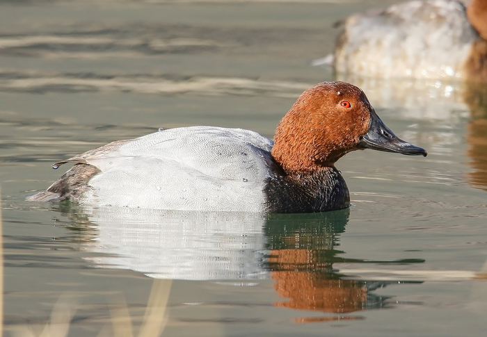 Common pochard