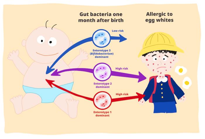 infant gut microbiota predict future food allergy