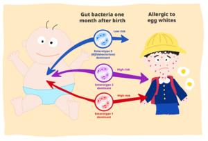 infant gut microbiota predict future food allergy