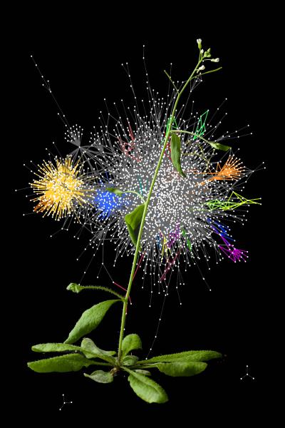 <I>Arabidopsis</I> Plant