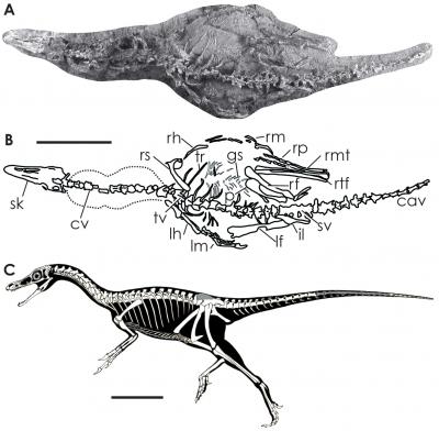 New Bipedal Dinosaur Illuminates Dino-Bird Link (2 of 3)