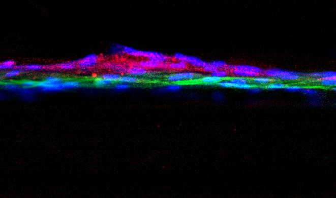 Human Kidney Cells Forming a Natural Filter In Vitro