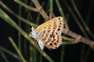 1. Bulloak Jewel_Hypochrysops piceatus female on Allocasuarina luehmannii_CREDIT_Michael Braby