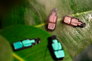 Image 2: Under the influence of moisture, the color of the 3D printed beetle changes from green to red, and back again to red