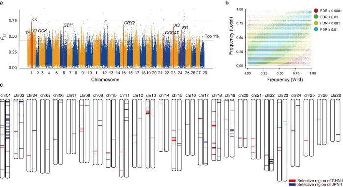 Silkworm domestication and breeding