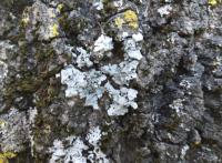 Lichens on an Oak Trunk