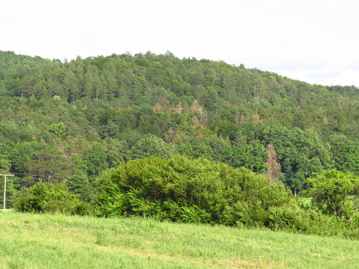 Spruces near Geiselwind, Germany