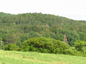 Spruces near Geiselwind, Germany