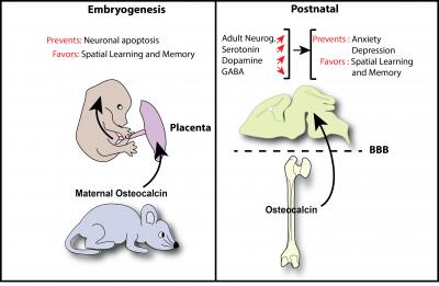 Bone hormone influences brain development and | EurekAlert!