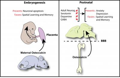 Bone Hormone Influences Brain Development and Cognition