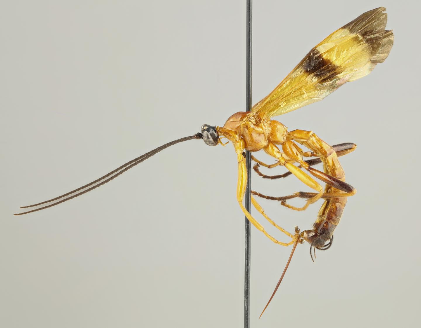 <em>Acrotaphus</em> Wasp