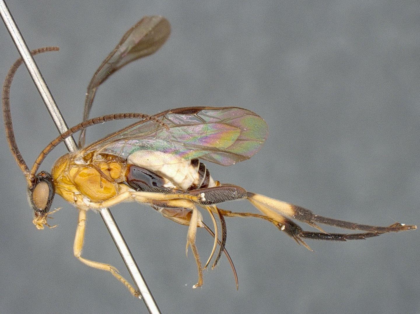 The New Species <i>Agupta danyi</i>