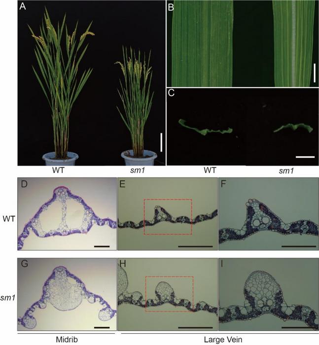 Researchers Discover Key Gene That Affects Rice Leaf Growth and Methane Emissions