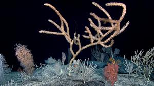 A diversity of bamboo corals and golden corals in the central Pacific Ocean.