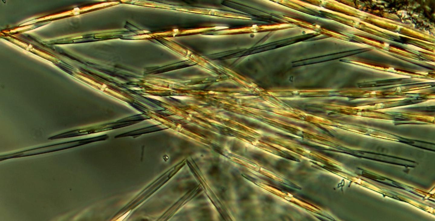 Harmful Algae <i>Pseudo-nitzschia</i>