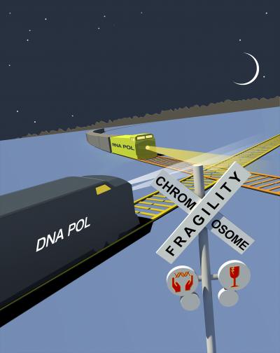 Discovery of New Class of Damage-Prone DNA Regions Could Lead to Better Cancer Treatments