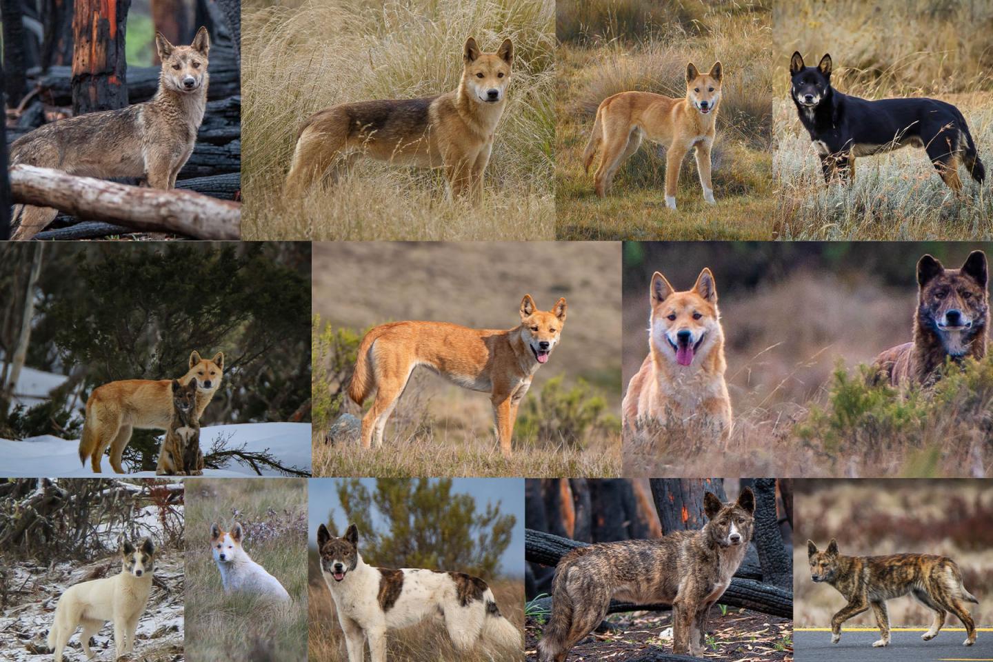 All the Colors of the Dingo: Not Just a Yellow Dog