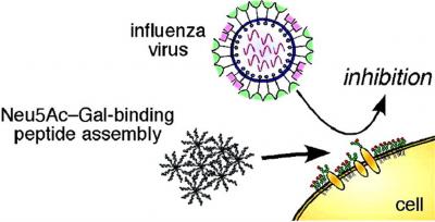 A New Way to Prevent Flu Viruses from Infecting Cells