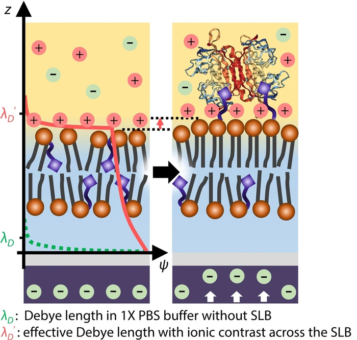 Improved molecular detection via asymmetric ionic environment across the SLB