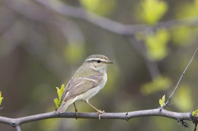 Yellowbrowed Warbler