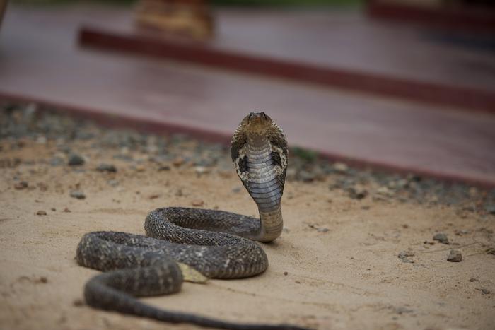 Spectacled cobra